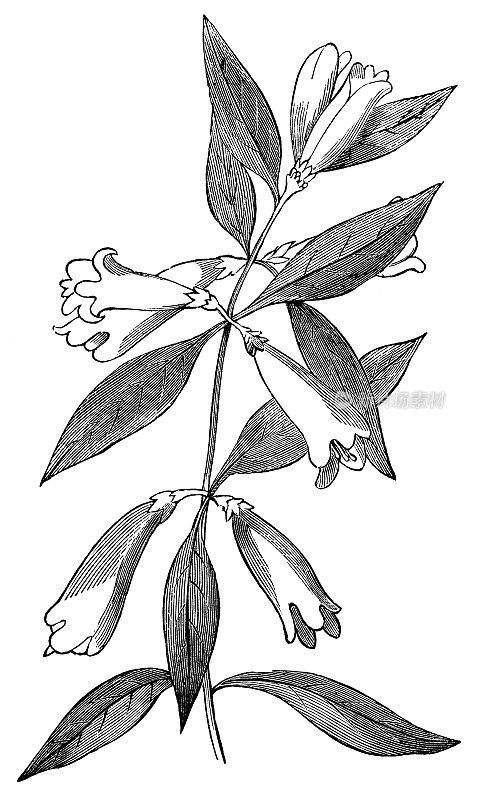 黄色茉莉花(Gelsemium Sempervirens) - 19世纪